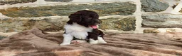 Portuguese Water Dog dogs for sale: Mary - Ad 8