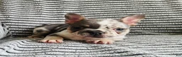 French Bulldog dogs for sale: Amber  - Ad 11