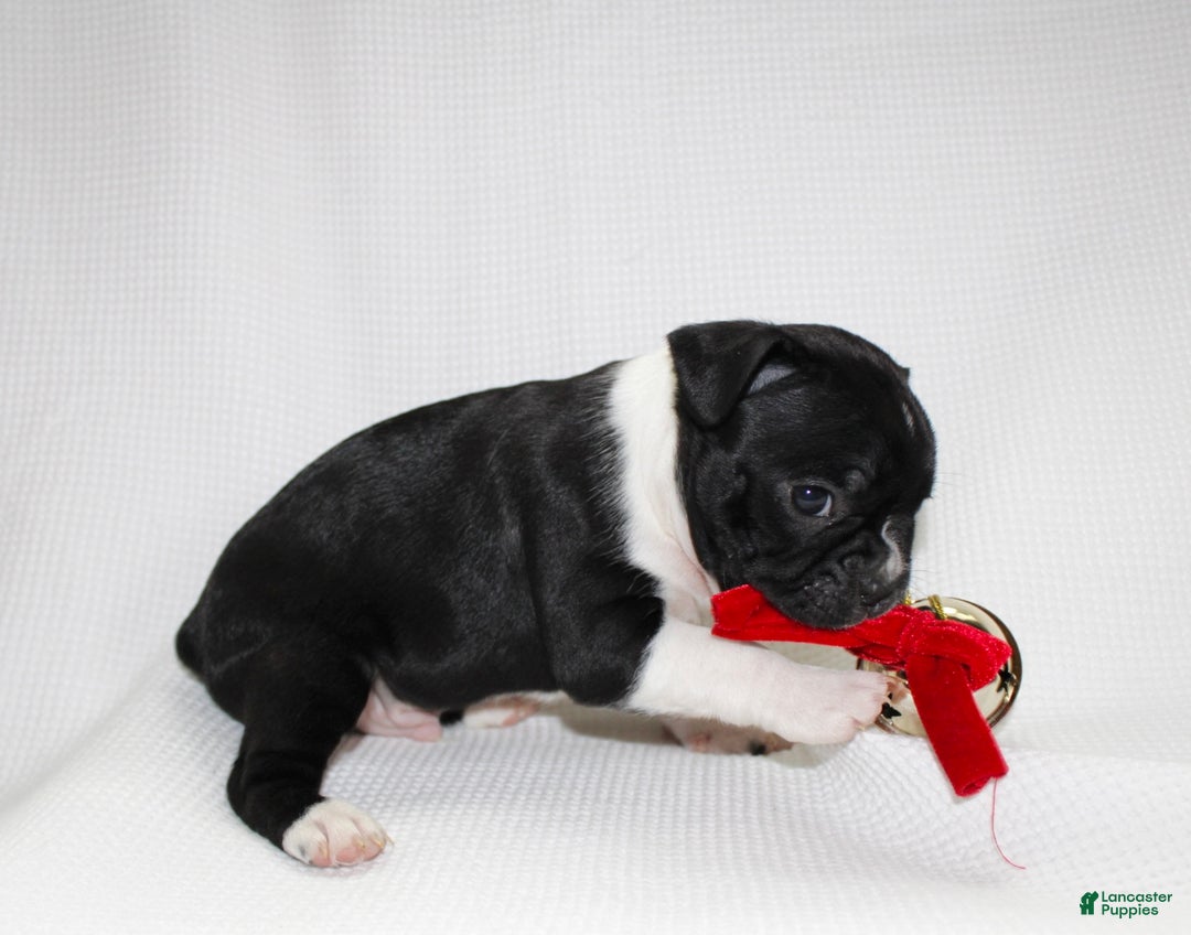 Frenchton dogs for sale: Ross - Ad 3