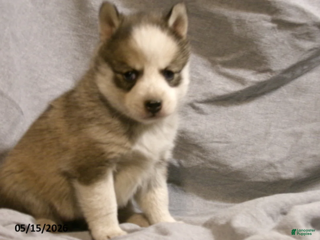 Pomsky dogs for sale: Bella - Ad 1