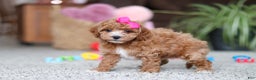 Cavapoo dogs for sale: Allie - Ad 6
