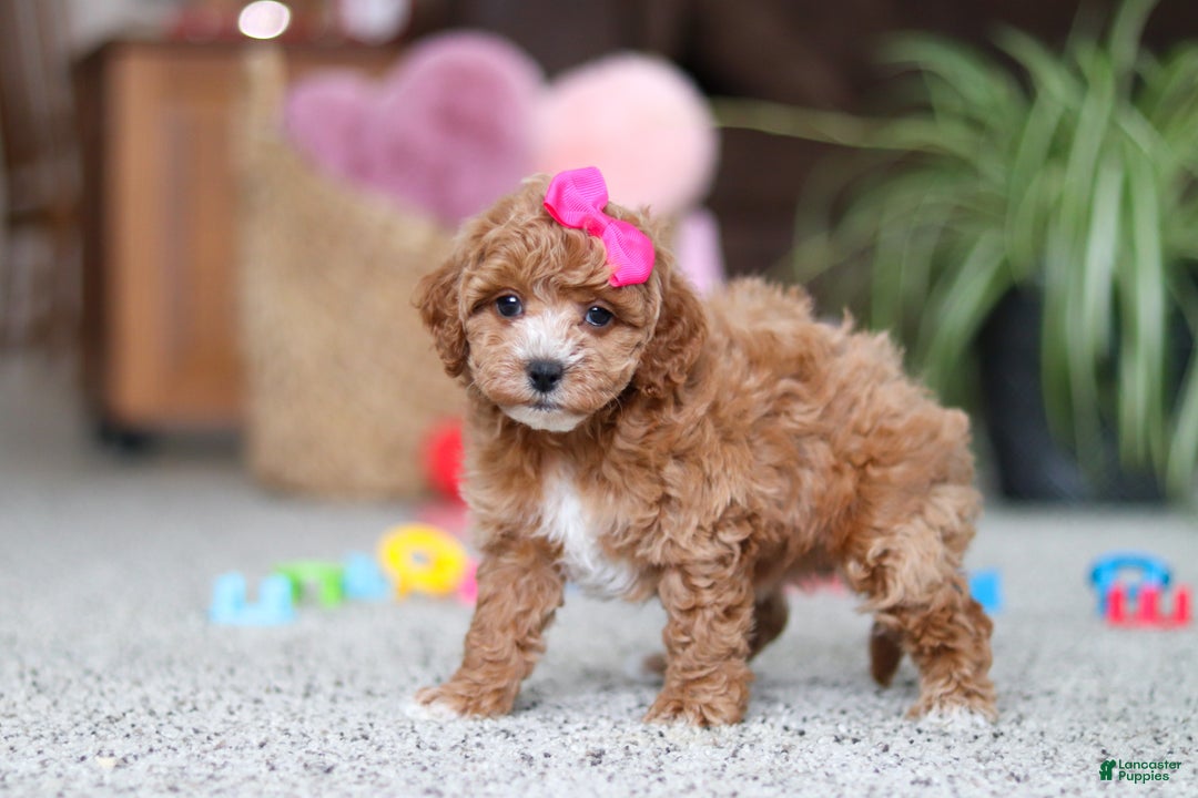 Cavapoo dogs for sale: Allie - Ad 6