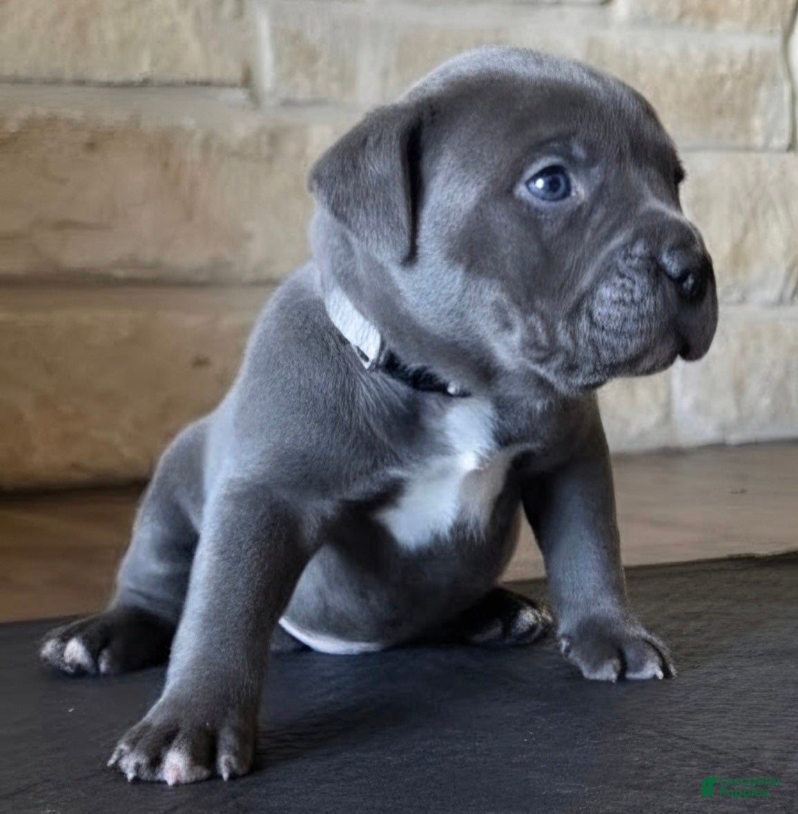 American Bully dogs Crestone - Ad 2