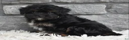 Mini Aussiedoodle dogs for sale: Charlie  - Ad 4