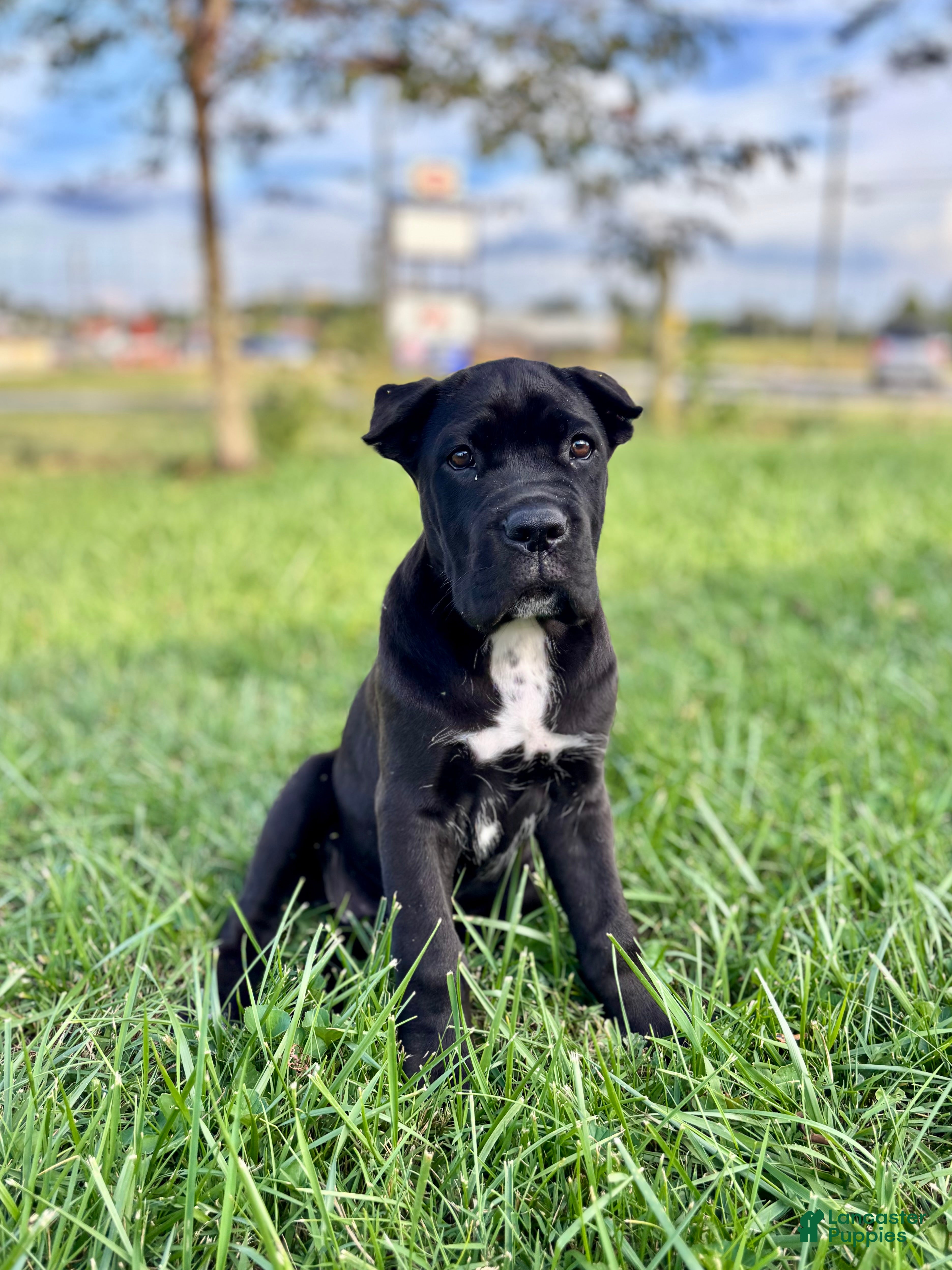 Cane Corso dogs Bear - ICCF Registered Cane Corso Italian Mastiff - Ad 1
