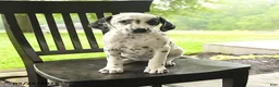 Dalmatian dogs for sale: Darla - Ad 3