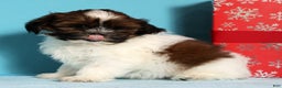 Shih Tzu dogs for sale: Donnie - Ad 9