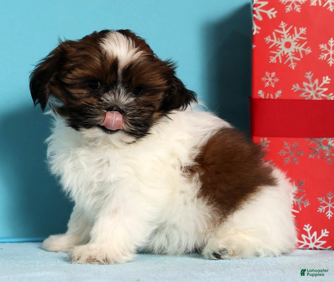 Shih Tzu dogs for sale: Donnie - Ad 9