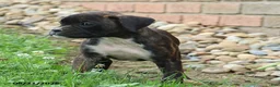 Boxer dogs for sale: Stella - Ad 7