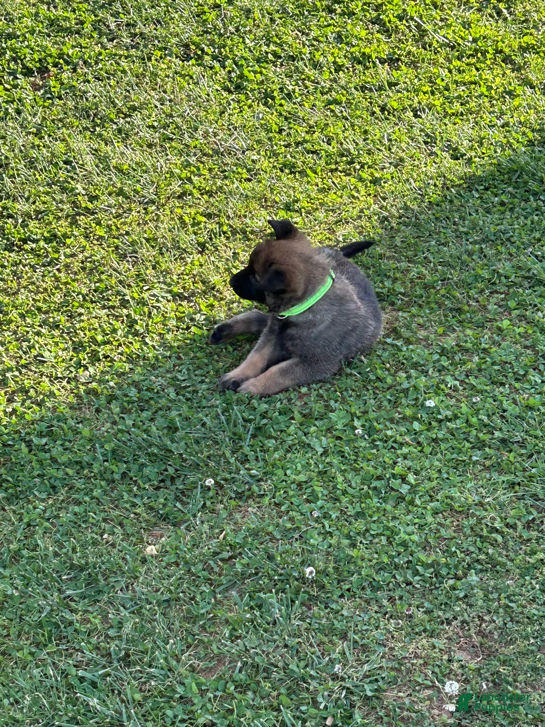 Belgian Malinois dogs for sale: Belgian Malinois Puppy 4 - Ad 1
