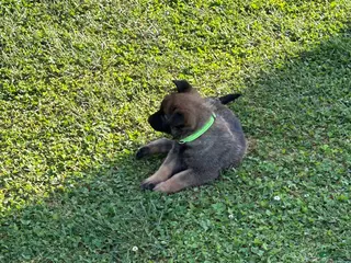 Belgian Malinois dogs Belgian Malinois Puppy 4 - Ad 7