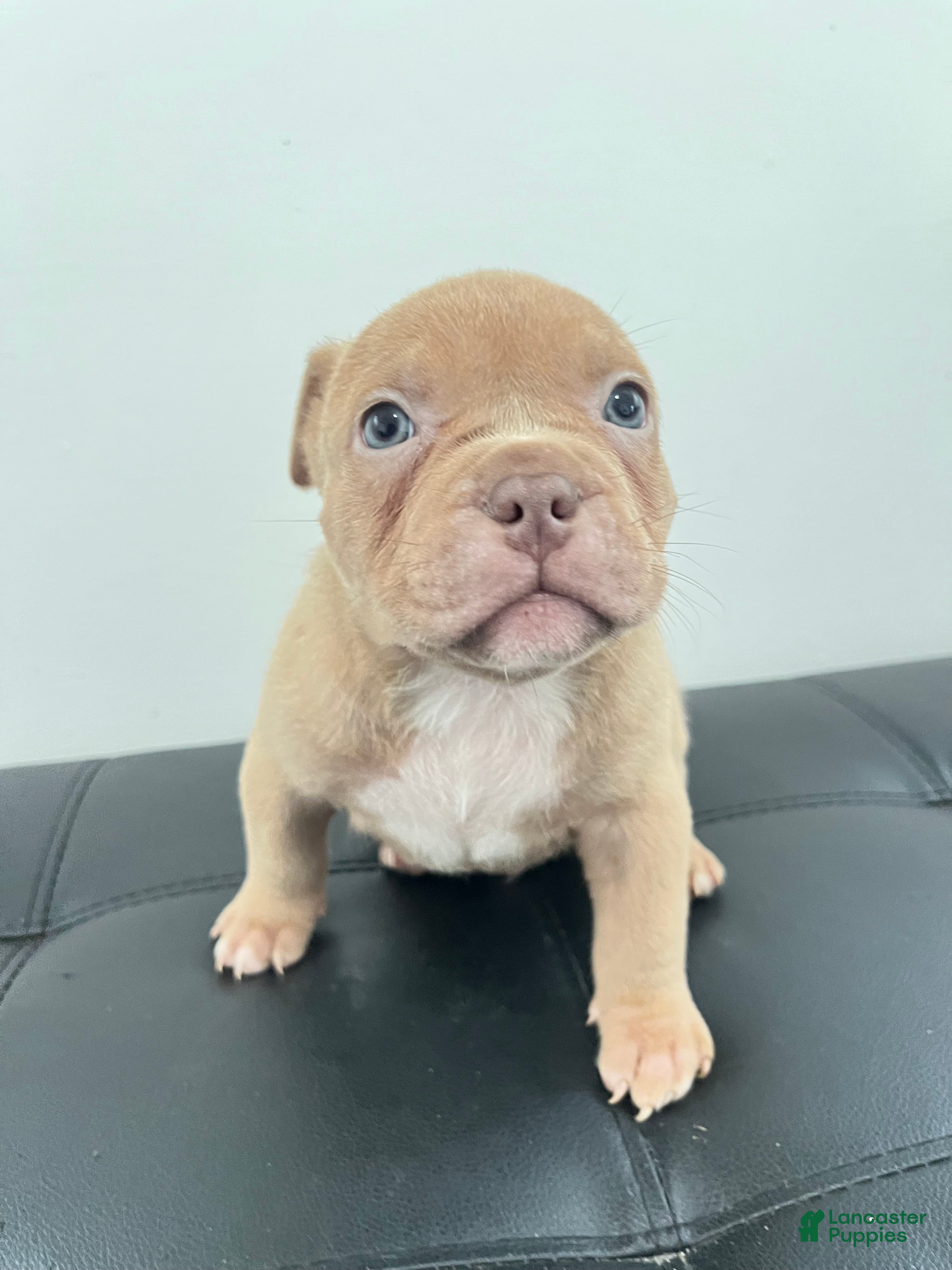 American Bully dogs American Bully 1 - Ad 12