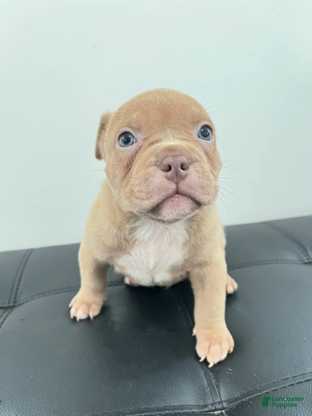 American Bully dogs for sale: American Bully 1 - Ad 1