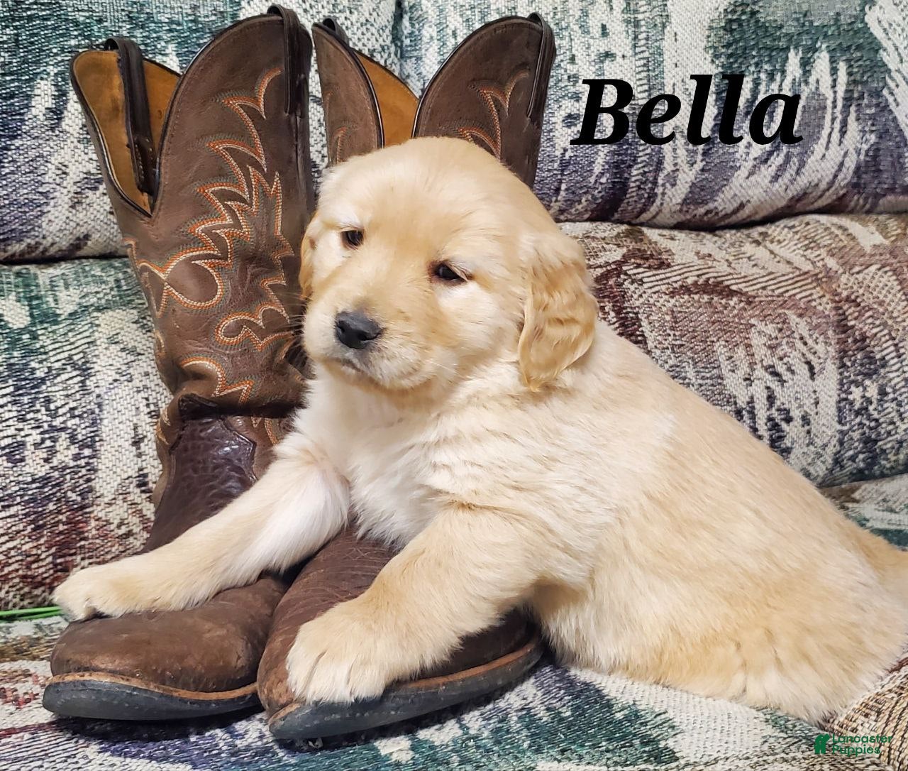 Golden Retriever dogs Bella - Ad 26
