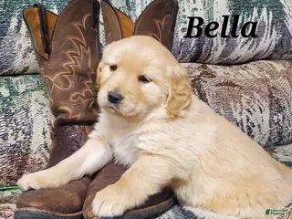 Golden Retriever dogs Bella - Ad 26