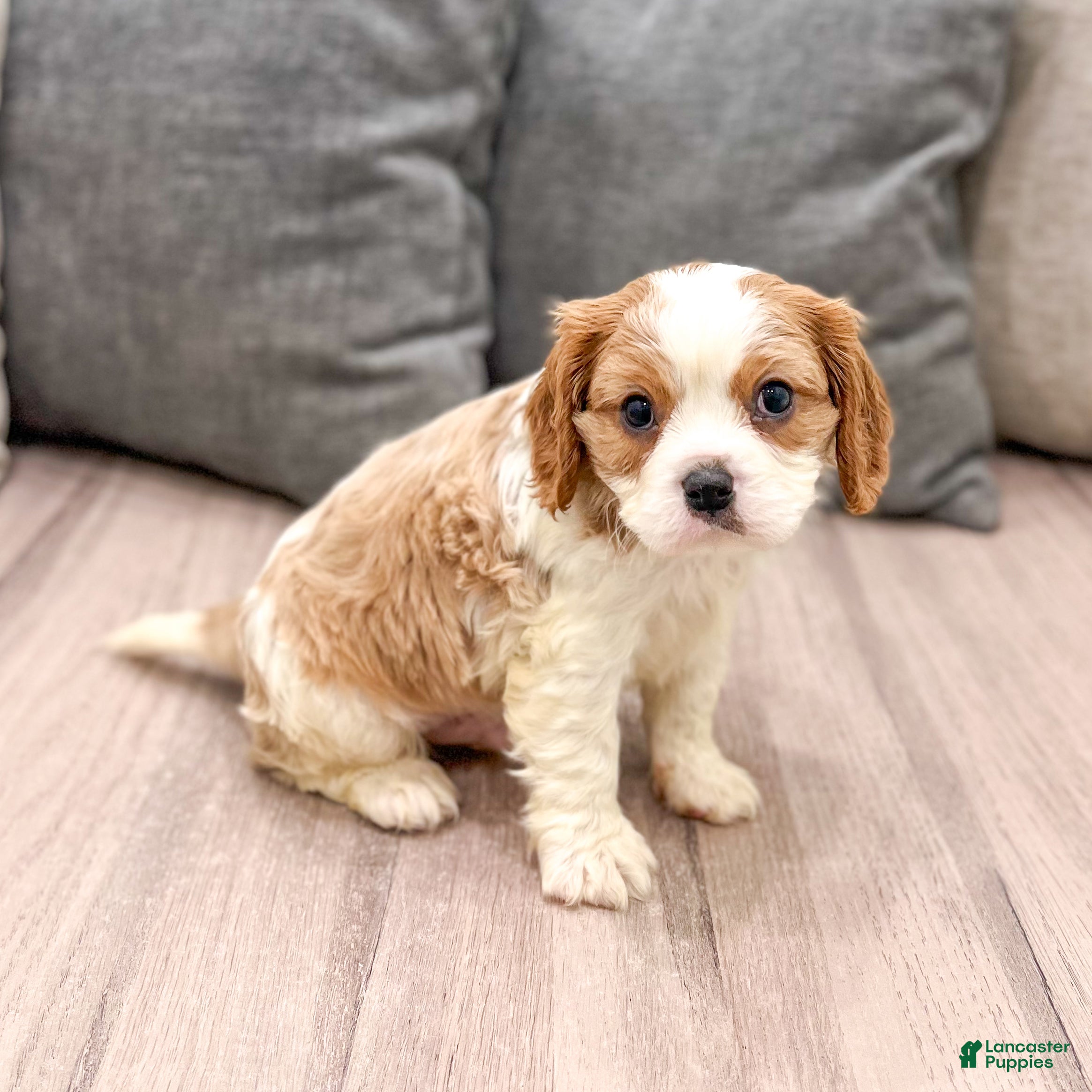 Cavalier King Charles Spaniel dogs Baxter - Ad 6