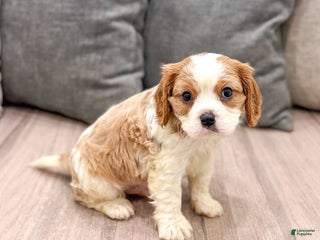 Cavapoo dogs Baxter - Ad 10