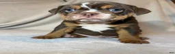 English Bulldog dogs for sale: Coco - Ad 3