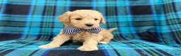 Goldendoodle dogs for sale: Bowden - Ad 6