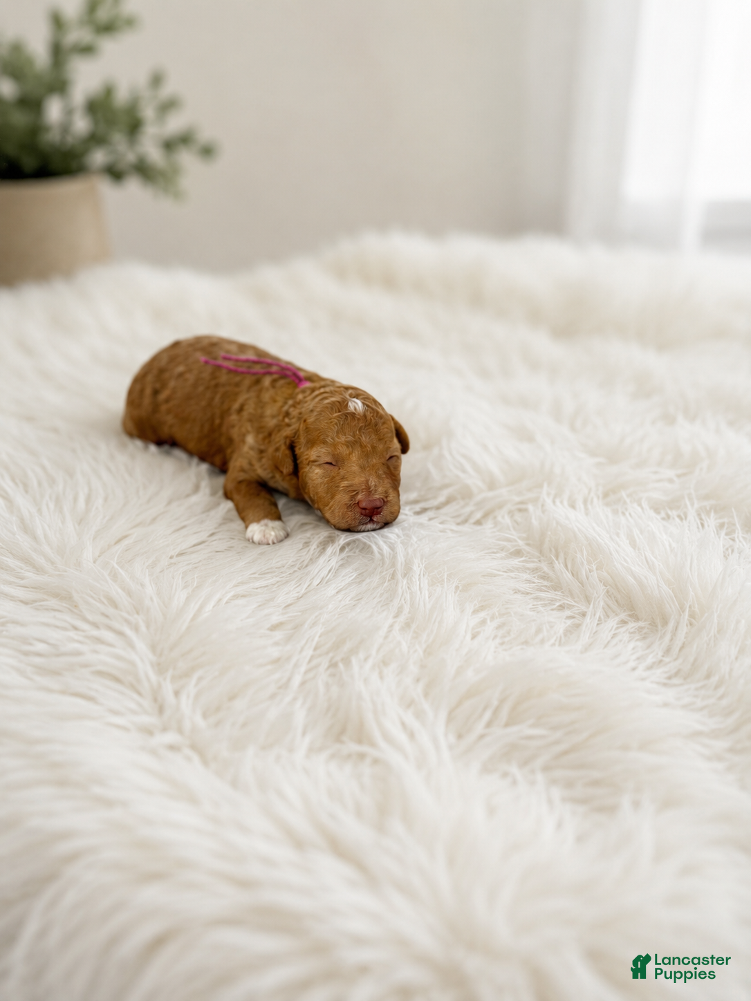Miniature Poodle dogs Sunny - Ad 29
