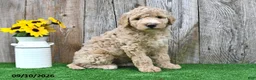 Mini Goldendoodle dogs for sale: Lilly - Ad 4