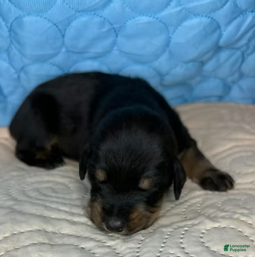 Mixed Breed dogs Heidi - Ad 16