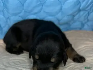 Mixed Breed dogs Heidi - Ad 16