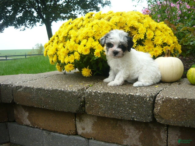 Yorkiepoo dogs Yorkiepoo 3 - Ad 1