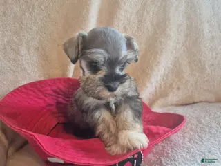 Miniature Schnauzer dogs Charlie - Ad 14