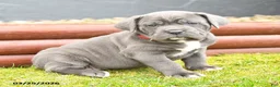 Cane Corso dogs for sale: Hailey - Ad 3