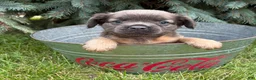 French Bulldog dogs for sale: Dakota Fluffy - Ad 4