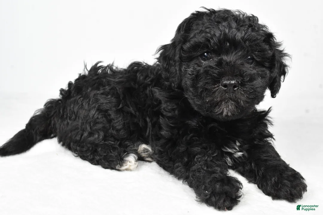 Yorkiepoo dogs for sale: Rosa - Ad 11