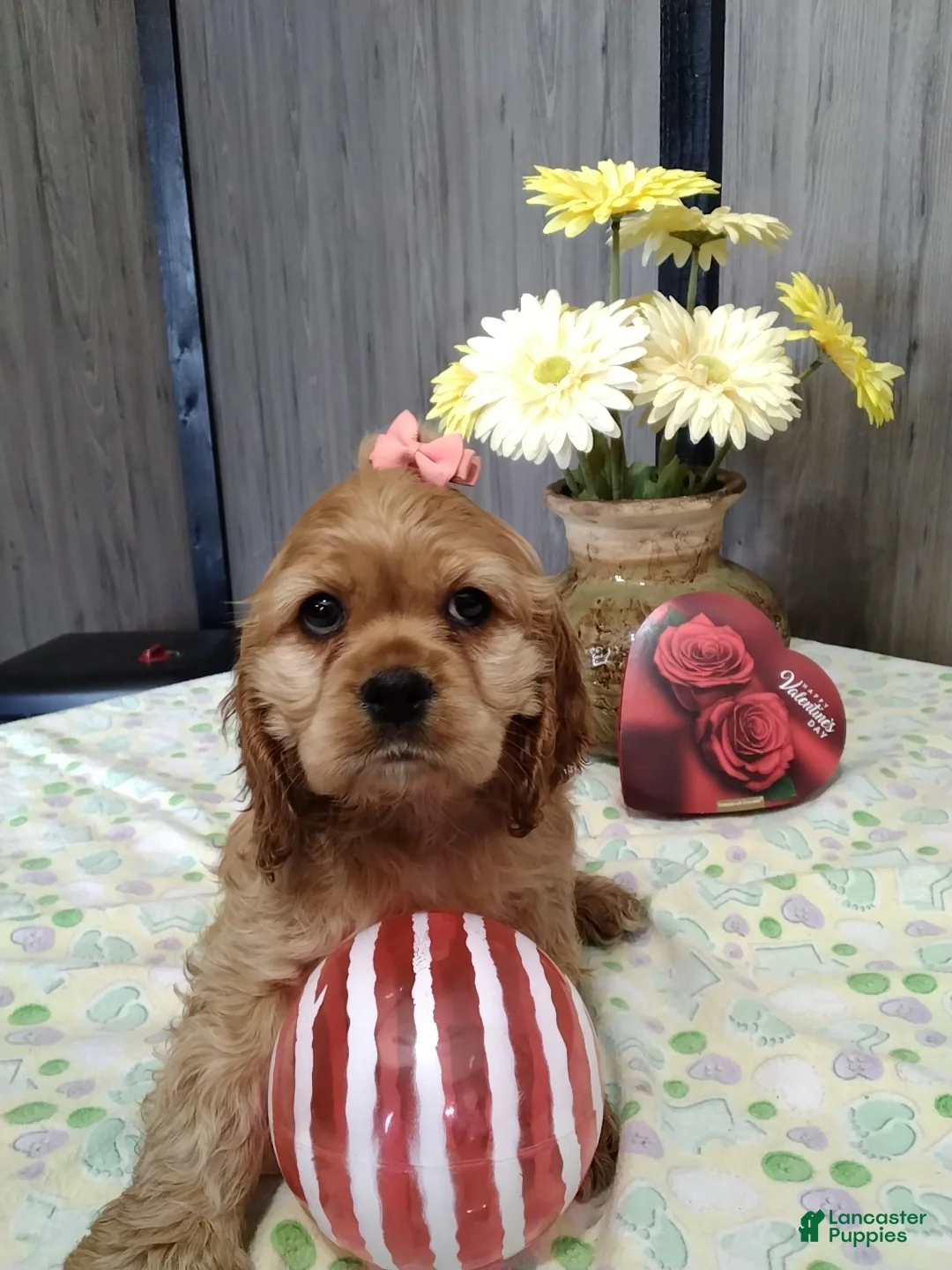 Cocker Spaniel dogs for sale: Daliah - Ad 3