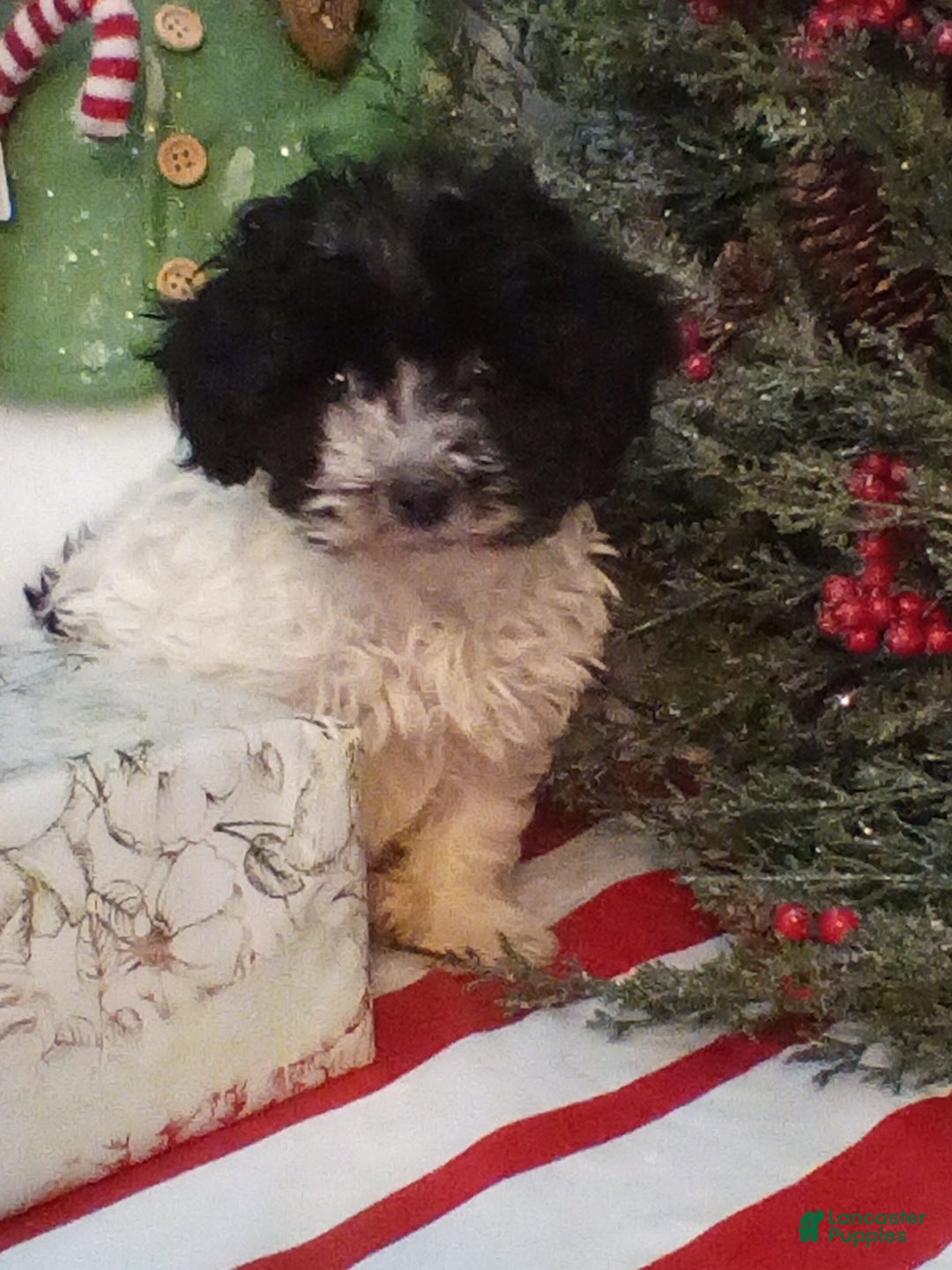 Havapoo dogs for sale: Bella - Ad 1