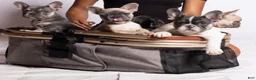 French Bulldog dogs for sale: French Bulldog Puppy 5 - Ad 5