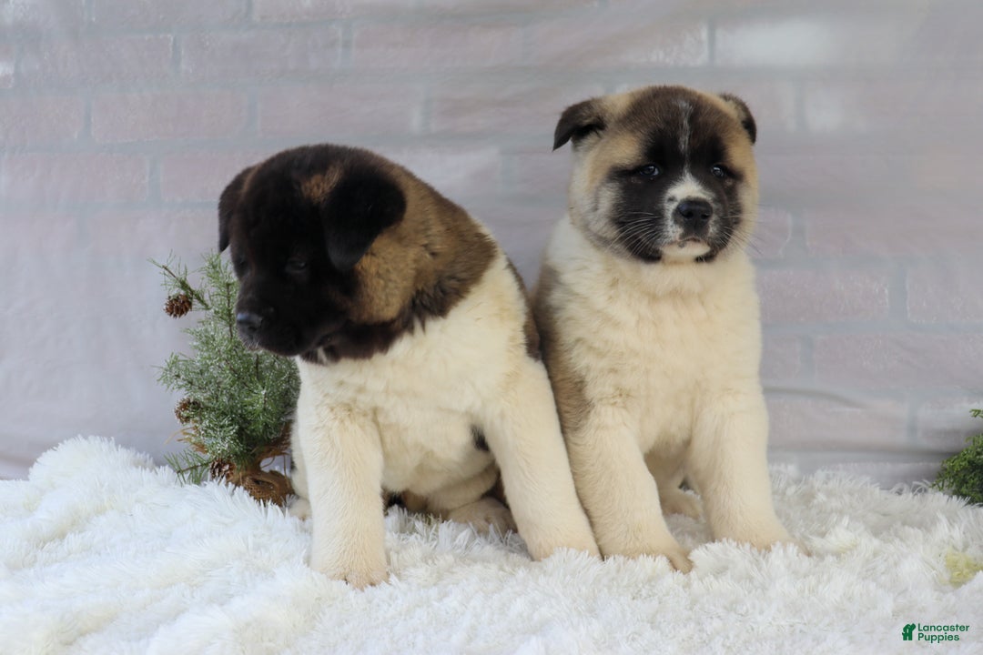 Akita dogs for sale: Trevor - Ad 44