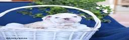 English Bulldog dogs for sale: Taffy - Ad 3