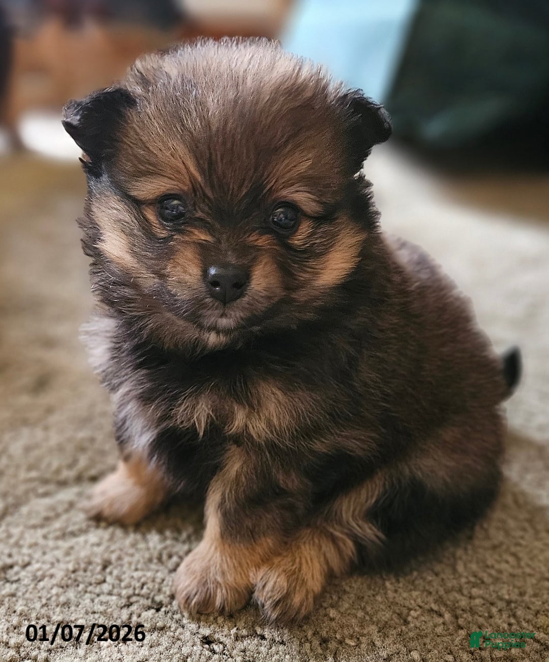 Pomeranian dogs for sale: Annie - Ad 1