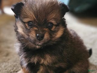 Pomeranian dogs Annie - Ad 40