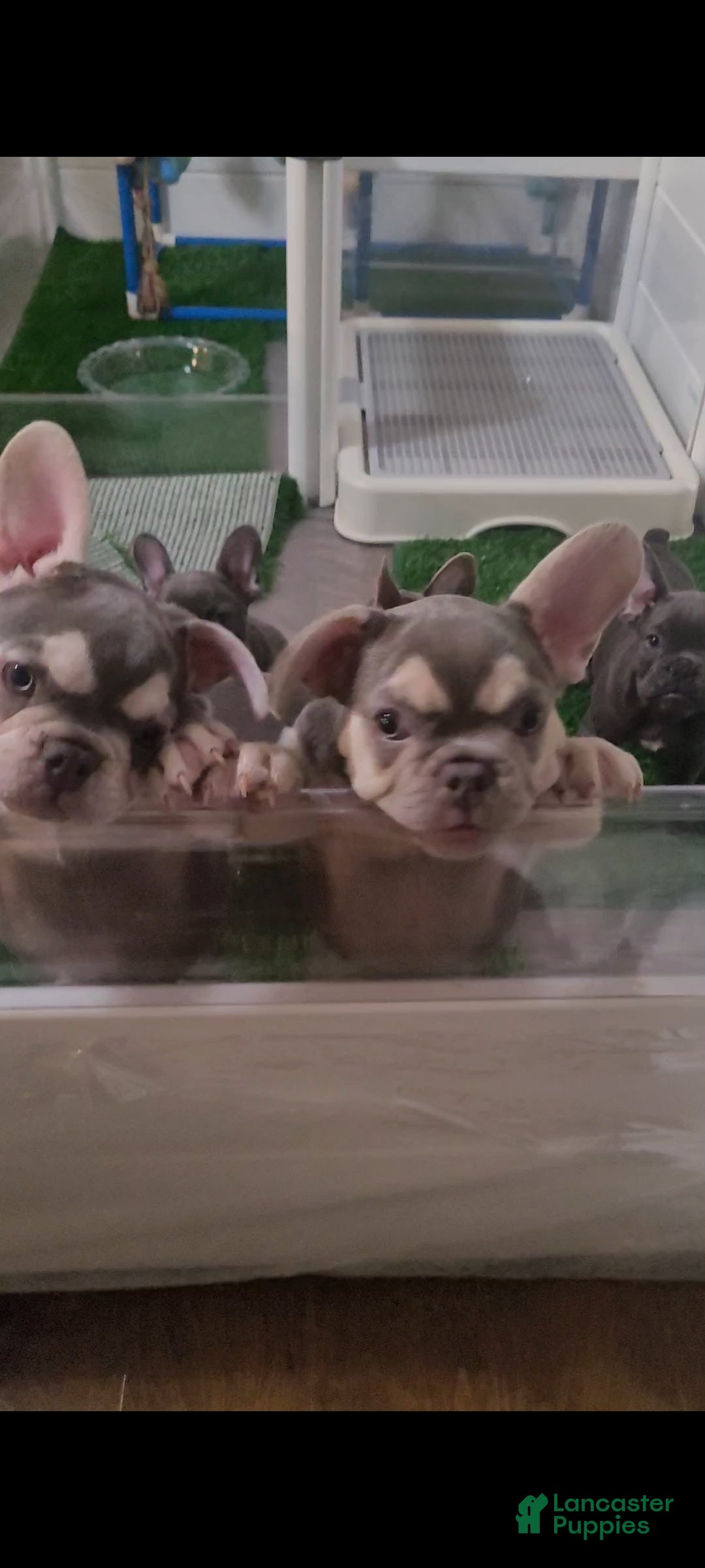 French Bulldog dogs Snow Vuitton - Ad 13