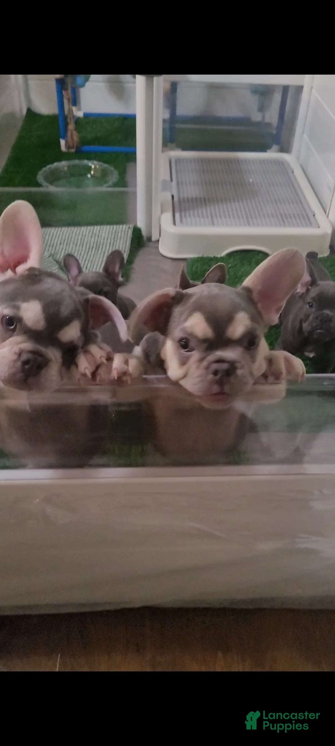 French Bulldog dogs for sale: Snow Vuitton - Ad 1