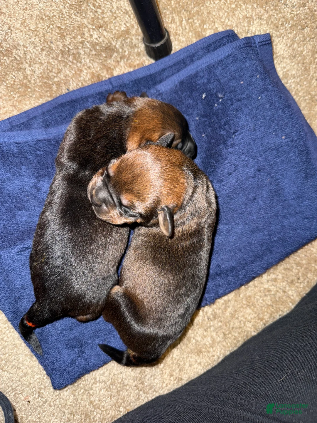 Mixed Breed dogs for sale: Mixed Breed 1 - Ad 1