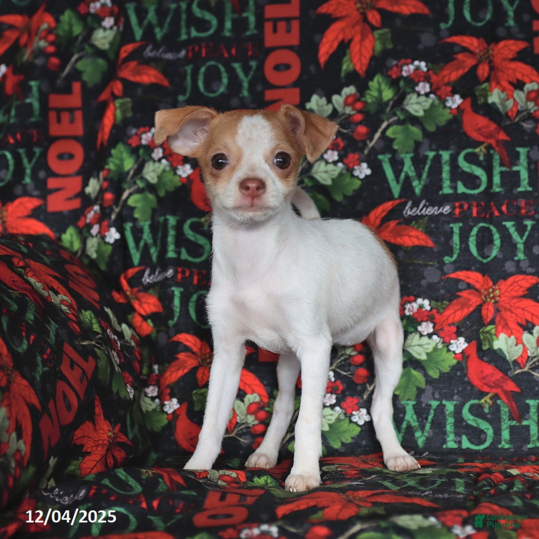 Chihuahua dogs for sale: Lucy - Ad 2