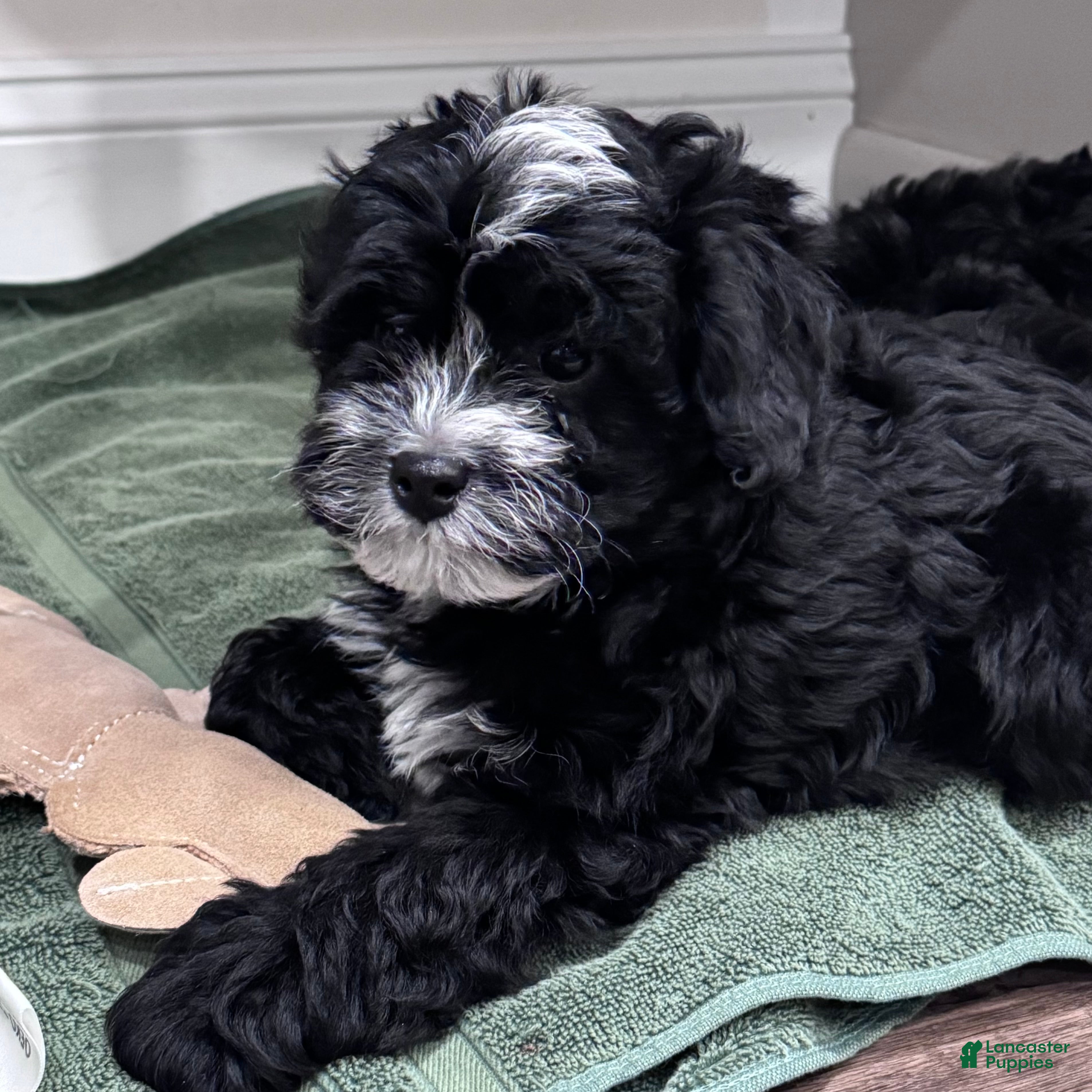 Mini Bernedoodle dogs Archie - Ad 2