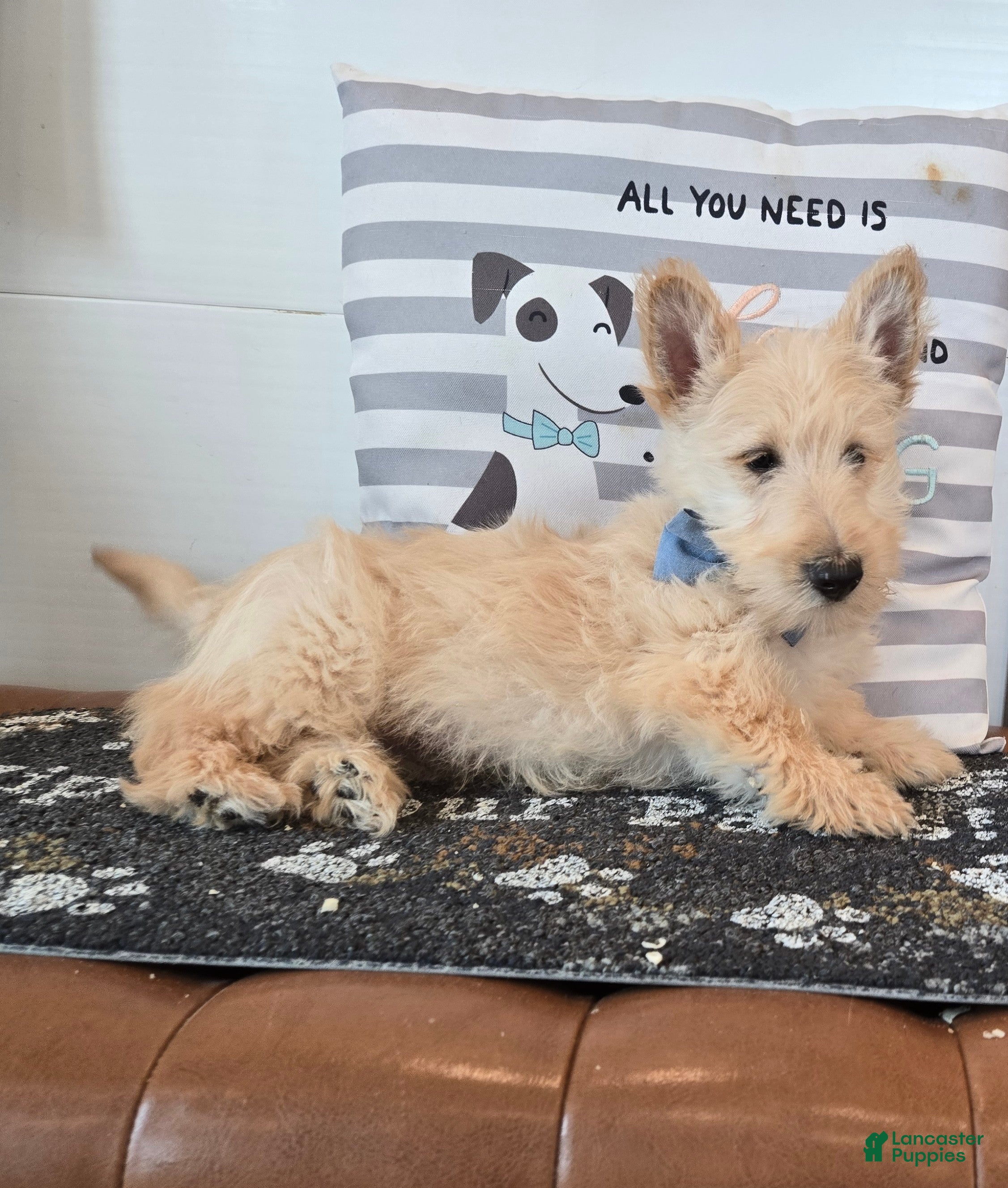 Scottish Terrier dogs Victor - Ad 2