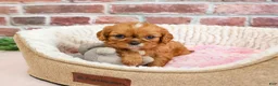 Cavalier King Charles Spaniel dogs for sale: Daphne - Ad 4