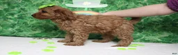 Cavapoo dogs for sale: Cherry - Ad 5