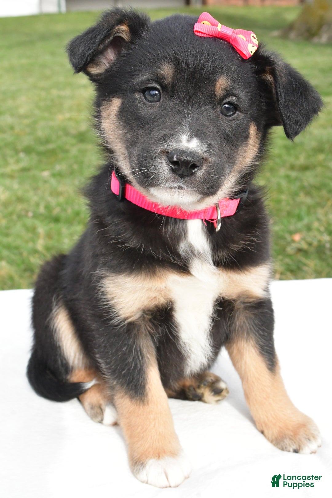 Mixed Breed dogs for sale: Maddie - Ad 8