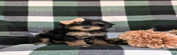 Havapoo dogs for sale: Shanna Hypoallergenic - Ad 3