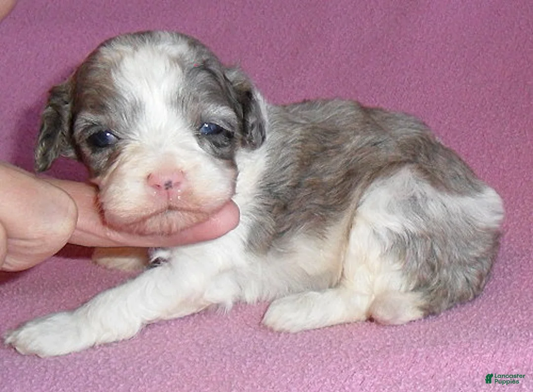 Cockapoo dogs for sale: Katie - Ad 3